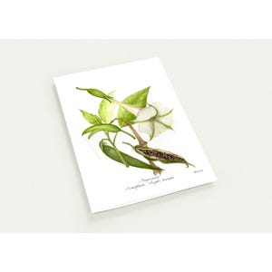 Lot de 10 aquarelles anges trompette Lot d'aquarelles de fleurs de lune - cartes de voeux uniques pour les fleuristes et les amateurs de plantes