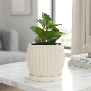 May include: A small, green plant in a cream-colored, ribbed ceramic pot with a matching saucer. The plant has broad, glossy leaves and sits on a white marble table. The pot is approximately 6 inches in diameter.