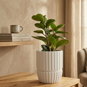 Modern Ribbed Planter with Drainage Saucer | Minimalist Indoor Houseplant Pot with Tray | Small, Medium, Large