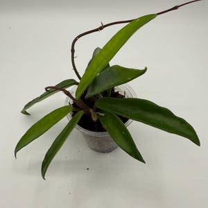 Hoya  &#39;Minnie Belle&#39; (aka minibelle) - Elegant long thin leaves but sturdy - Fully rooted exact plant with new growth!