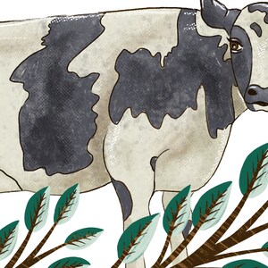 Peut inclure: Une vache noire et blanche avec des taches brunes se tient dans un champ de feuilles vertes. La vache regarde vers la droite de l'image.