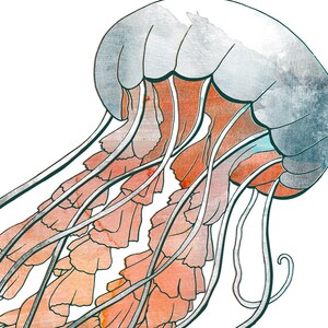 May include: A watercolor illustration of a jellyfish with a blue and gray bell and long, flowing tentacles with pink and orange frills.