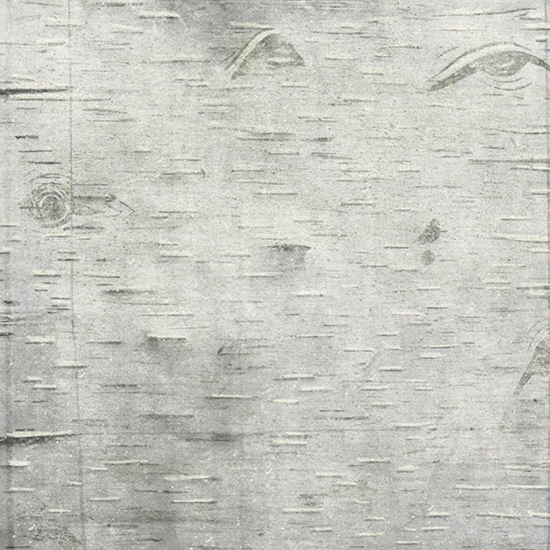 May include: A close-up of a white birch bark texture with a natural wood grain pattern. The bark has a light grey colour and a rough, textured surface.