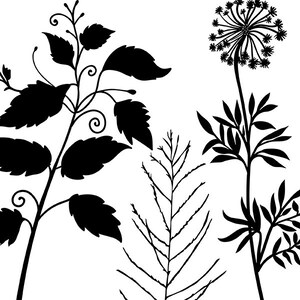 May include: Silhouettes of four different plants, including a fern, a flower with a round head, and two leafy plants.