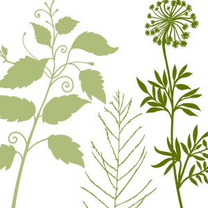 May include: A digital illustration of four different types of green plants. The plants are stylized and have a simple, minimalist design.