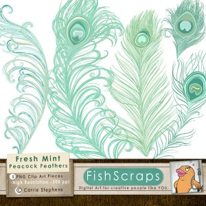 May include: Five digital clip art images of peacock feathers in a mint green color scheme. The feathers are outlined in black and have a swirling pattern. The text "Fresh Mint Peacock Feathers" is at the bottom of the image.