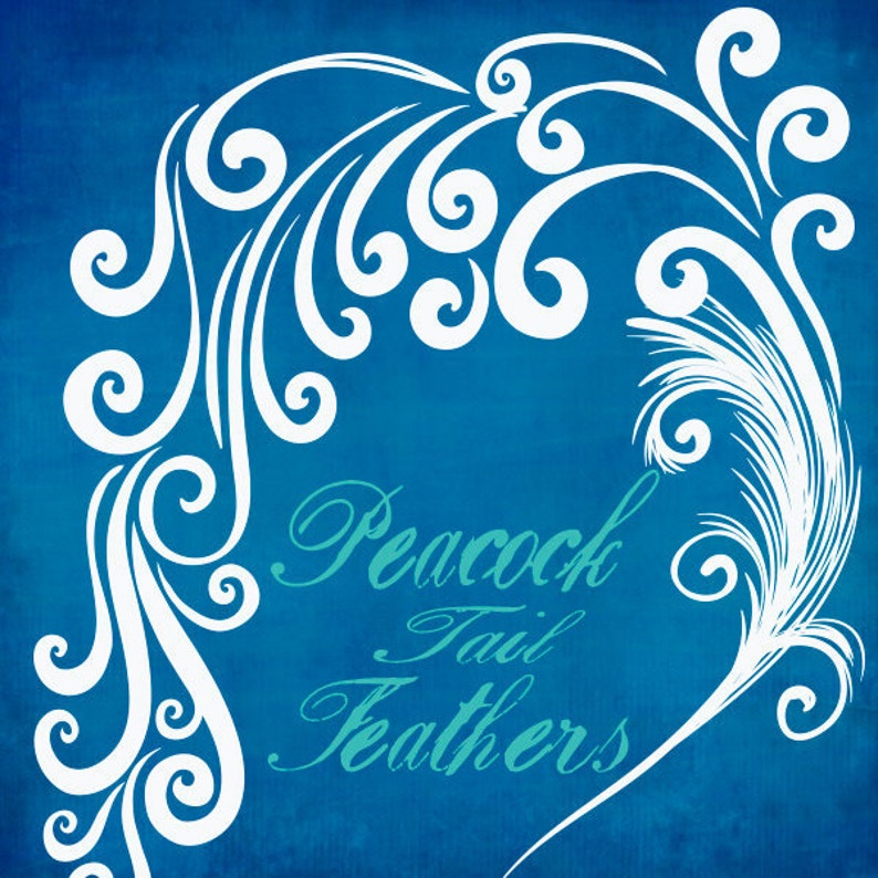 May include: White peacock tail feathers on a blue background with the text "Peacock Tail Feathers" in a stylized font.