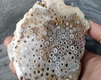 260 gr Fossil Coral Slab Polished,Indonesian Fossil Coral Gemstones Fossilized Specimen,Raw Rough Stone Gemstone 20