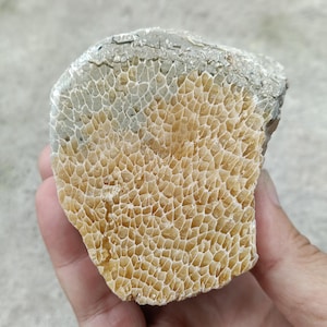 556 gr Fossil Coral Slab Half Polished,Indonesian Fossil Coral Gemstones Fossilized Specimen,Raw Rough Stone Gemstone 3
