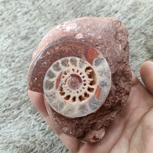 342 gr Natural Indonesia Fossil Ammonite Gemstone 57