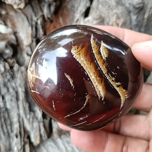 May include: A smooth, dark brown gemstone with a rounded form. It features detailed, feather-like patterns in tan and cream hues. The surface is reflective, giving it a glossy look. The gemstone is held in a hand.