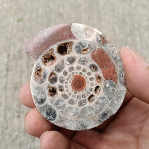 82 gr Naturlig indonesisk fossil ammonit ädelsten 14