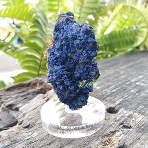 Puede incluir: Un vibrante espécimen mineral de azurita azul con una superficie rugosa y texturizada. El mineral está montado sobre un soporte de exhibición transparente y circular, mostrando su belleza natural. El fondo presenta follaje verde y una superficie de madera envejecida.