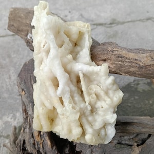 May include: A close-up of a natural, off-white, textured mineral formation. The mineral has a porous, coral-like appearance with irregular shapes and a rough surface. It is resting on a piece of driftwood.