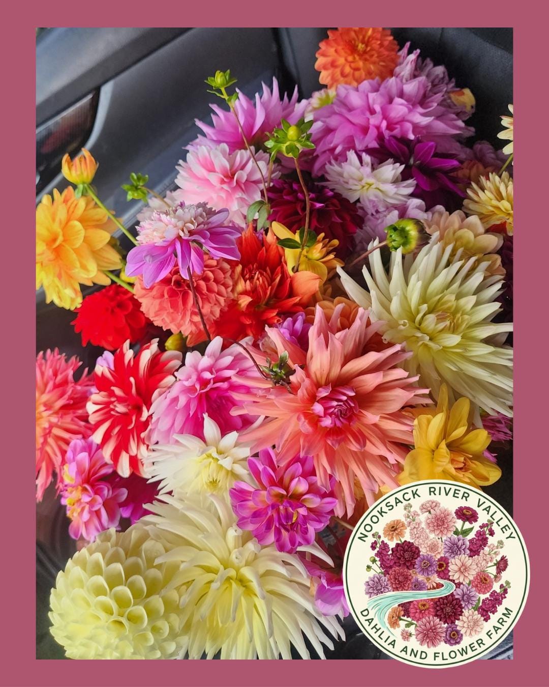 sand rose succulent Anacamseros Rufescens