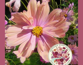 Apricotta Cosmos Seeds | Rare Apricot-Peach Blooms | Award Winning Cut Flower