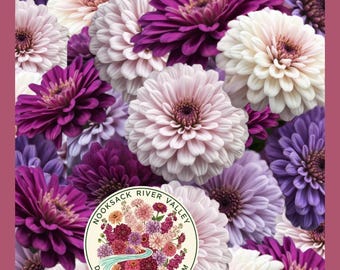 Blueberry Cheesecake Zinnia | Rare Bulk Cut Flower | Elegans Double Bloom Seeds