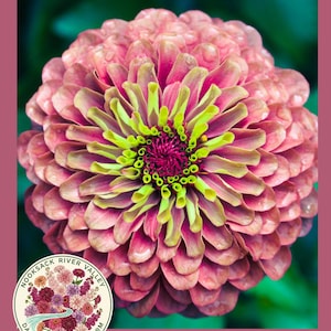 May include: Close-up of a vibrant zinnia flower with layered petals in shades of pink, peach, and green. The center is a deep burgundy. A circular logo with text and floral illustrations is in the lower left corner. The flower is set against a dark green background.