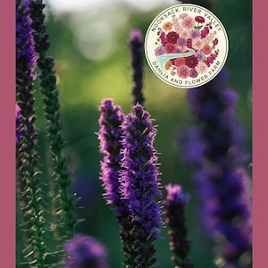 May include: Close-up of vibrant purple liatris flowers in a garden setting. The image features a circular logo with the text "Nooksack River Valley Dahlia and Flower Farm". The flowers are in focus, with a blurred green background.