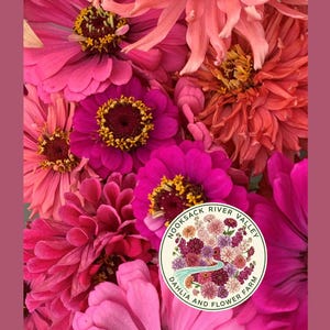 Mistura de sementes de zínia rosa | Flores duplas e triplas, ideal para jardim de corte, paleta de cores para casamentos