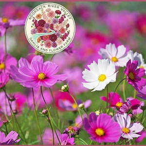 Könnte beinhalten: Ein Feld mit leuchtenden Kosmosblumen in Rosa-, Weiß- und Lilatönen mit gelben Zentren. Das Bild zeigt ein rundes Logo mit dem Text "NOOKSACK RIVER VALLEY DAHLIA AND FLOWER FARM". Die Blumen blühen in voller Pracht und schaffen eine farbenfrohe, natürliche Szene.