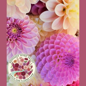 Pode incluir: Close-up de dálias vibrantes em tons de rosa, roxo e creme. As flores estão em plena floração, com pétalas em camadas que criam uma aparência texturizada. Um logotipo circular com o texto "NOOKSACK RIVER VALLEY DAHLIA AND FLOWER FARM" é visível.