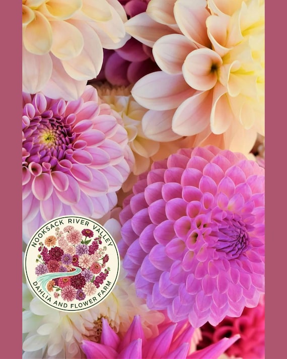 Dahlia Seeds Mix | Romantic Mauve Dream Mix | Dinnerplate Decorative Blooms