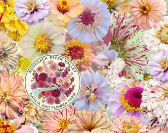 Neutral Garden Zinnia Seeds | White, Cream, Soft Yellow & Envy Green Mix | Zinderella Cupcake Blooms