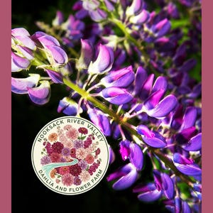 May include: Close-up of vibrant purple lupine flowers with a touch of pink, set against a dark background. The image includes a circular logo that reads "Nooksack River Valley Dahlia and Flower Farm."