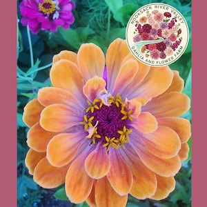 May include: Close-up of a vibrant orange and purple zinnia flower with a dark purple center and yellow stamens. A second, smaller pink zinnia is visible in the background. The image includes a circular logo that reads "Nooksack River Valley Dahlia and Flower Farm."