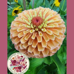 Queen Lime Orange Zinnia Seeds | Designer Cut Flower | Rare Dual Color Zinnia