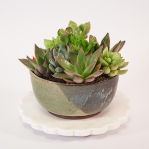 May include: A collection of various green and reddish-brown succulent plants arranged in a round, two-toned ceramic bowl with a mottled green and dark brown glaze, resting on a white, scalloped-edge circular base against a plain background.