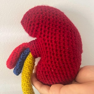 Op de afbeelding: Een gehaakte nier met een rood lichaam en een gele, blauwe en rode buis eraan bevestigd. De nier wordt in de hand van een persoon gehouden.
