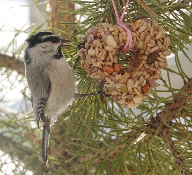 Hearts Bird Seed Feeders Ornaments Options Set of 3 Etsy