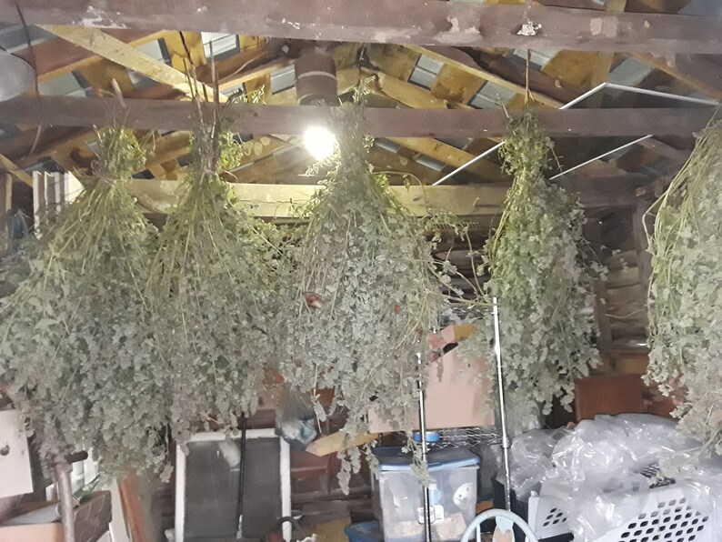 Organic Wild Catnip Cat Toy Big Rat Choose a color Etsy