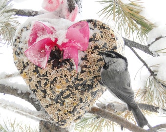 Heart - Birdseed Feeder 1 lb. Boxed - Premium Seed Options -  Ships Free!