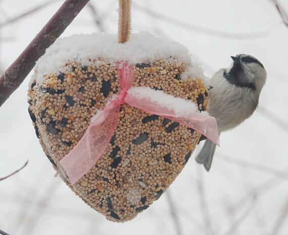 Wild Bird Seed Feeder Half Pound Heart Boxed Options Etsy