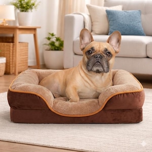 May include: A tan French Bulldog rests in a brown and tan dog bed. The bed has a plush, cushioned interior and a raised edge. The dog bed is rectangular with a contrasting brown exterior and a light tan interior.