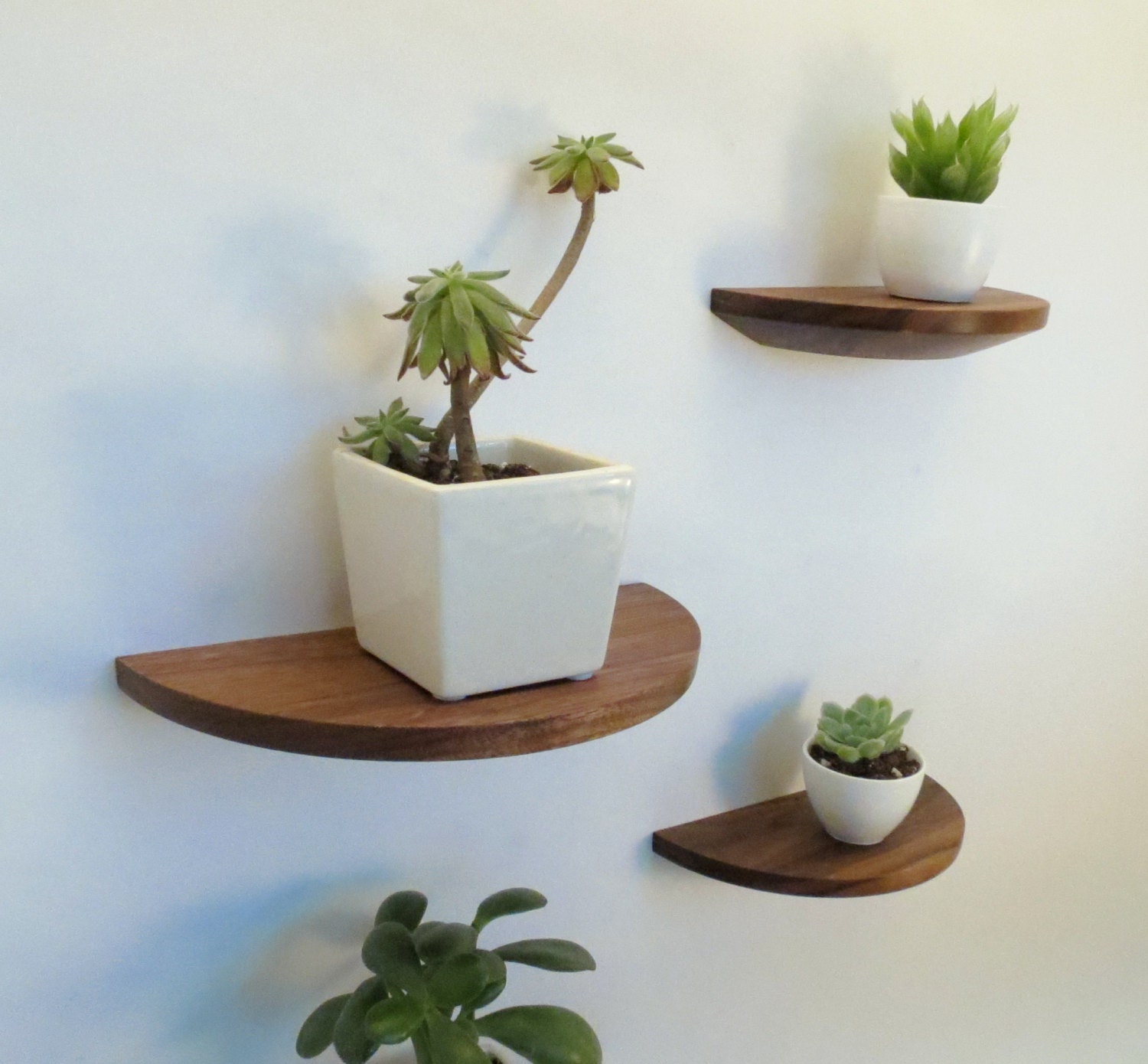 Ensemble de 2 Étagères en Noyer Demi-Rond