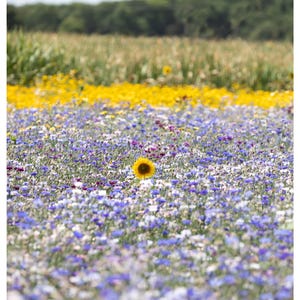 Sonnenblume, Wildblumen, Blumenfeld, Sommerblumen, Naturdruck, Blumendruck, Sonnenblume Fotografie, Sonnenblume Wandkunst