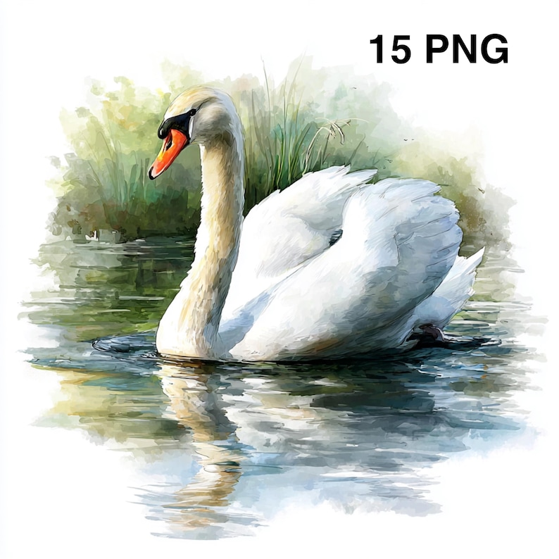 15 PNG Swan Clipart Watercolor Swan Illustration Royal Swan Images ...