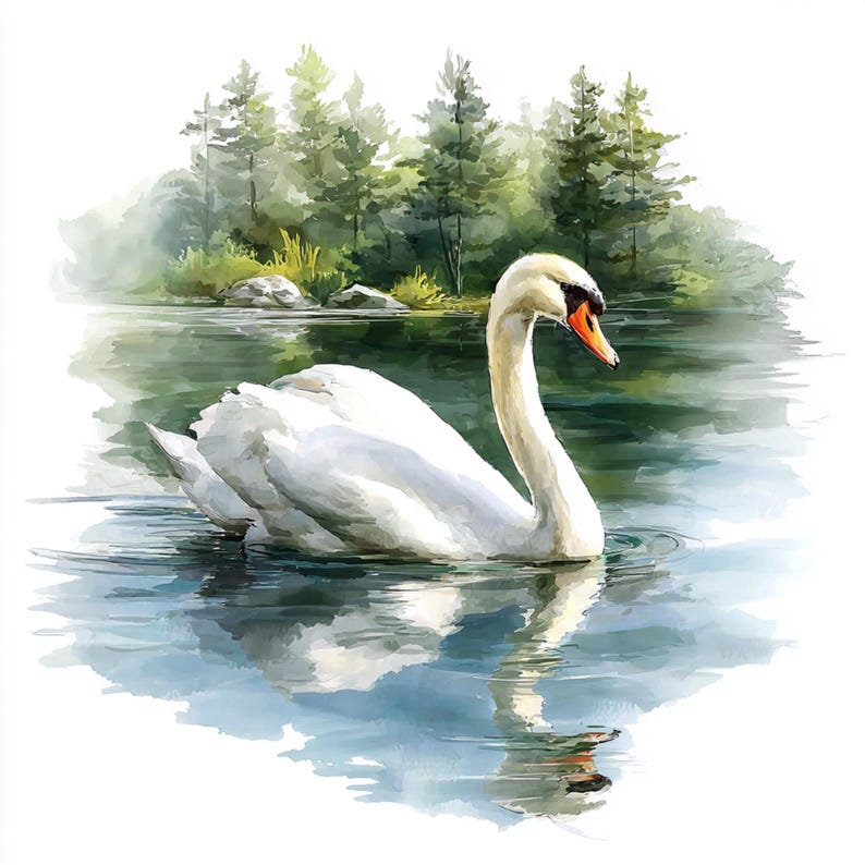 15 PNG Swan Clipart Watercolor Swan Illustration Royal Swan Images ...