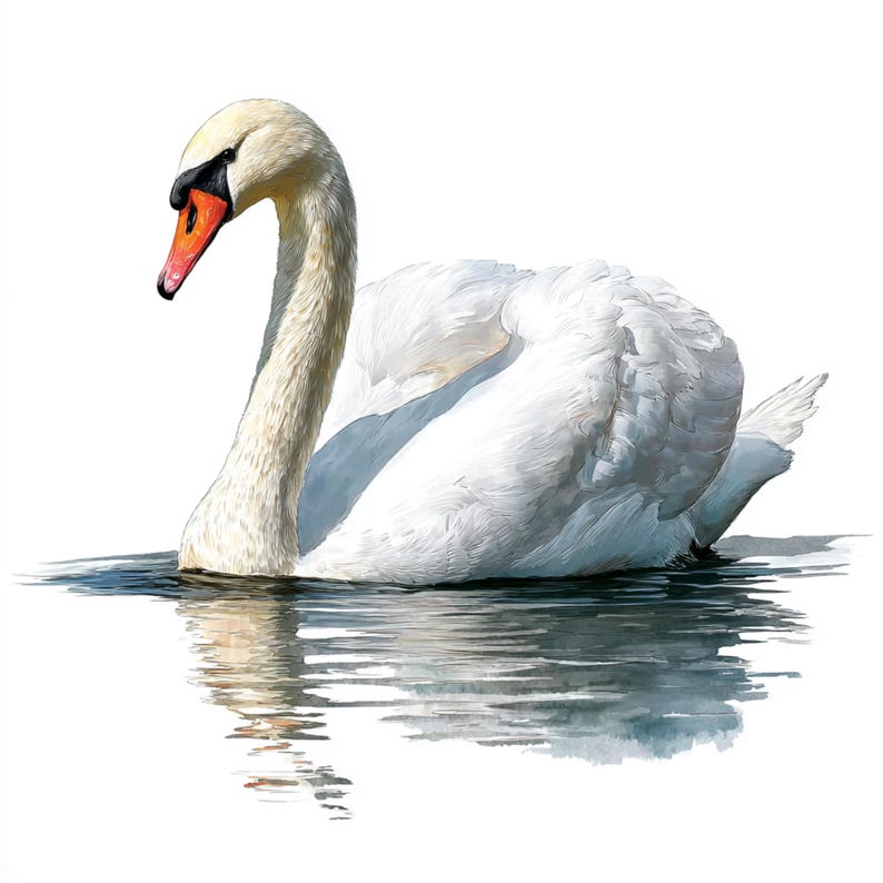 15 PNG Swan Clipart Watercolor Swan Illustration Royal Swan Images ...