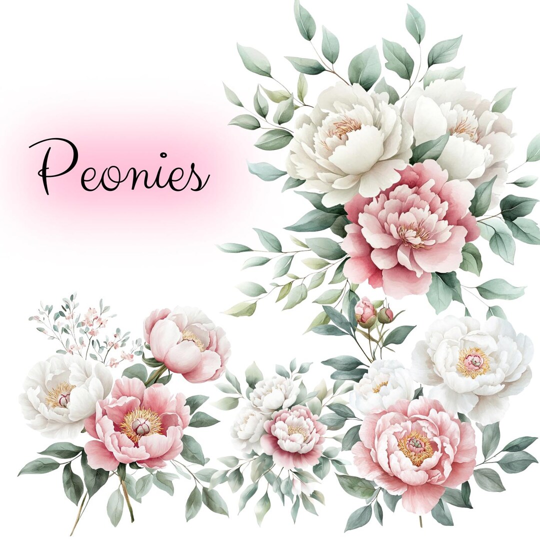 24 Watercolor White - Pink Peony Clipart Digital Floral Clipart PNG ...