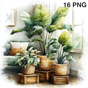 May include: Watercolor illustration of indoor plants in woven baskets on wooden crates. The plants have large green leaves. A sofa with a pillow is in the background. The text "16 PNG" is in the upper right corner.
