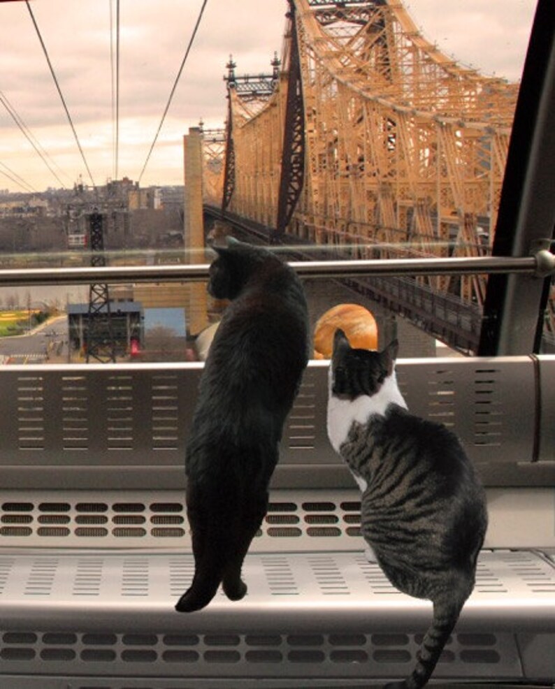 Cat Lover Gift New York City Housewarming Gift Wall Art Etsy