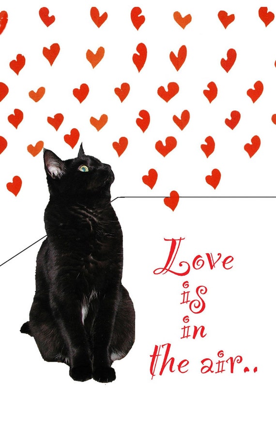 Resultado de imagem para love is cat