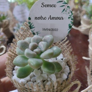 Mini piante personalizzate come regalo per gli invitati al matrimonio
