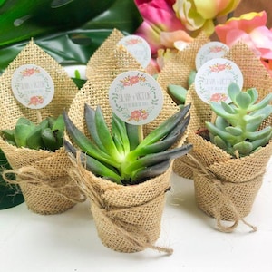 Mini piante personalizzate per matrimoni e battesimi