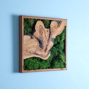 Preserved Moss and Olive Wood Wall Art, Moss Wall Decor, Boho Wall Decor, Moss Artwork, Wall Hanging, Plant wall art, Wall Decoration